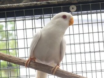 Neoféma modrohlavá albino