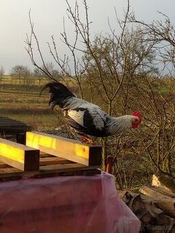 Kohouti různých barev