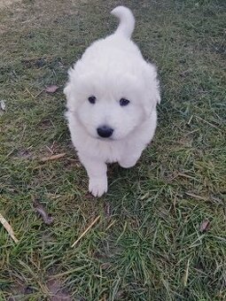 Slovenský Čuvač bez PP