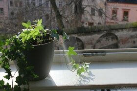 Ochranné sklo iphone 7 plus & 8 plus