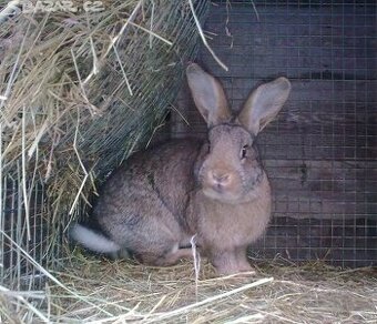 Prodám samce i samice do chovu - masné plemeno....