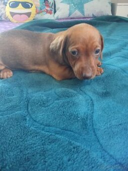 jezevčík hladkosrstý trpasličí