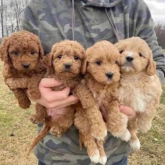 Labradoodle