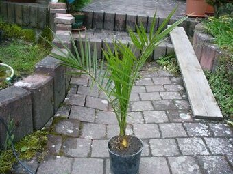 Palma Datlovník