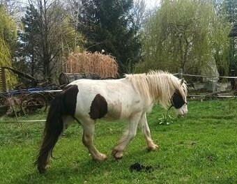 Valach irský cob 2 roky