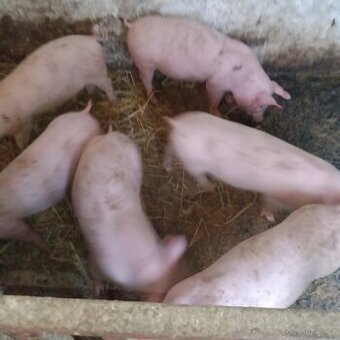 Prase z domácího chovu-Farmářská kvalita