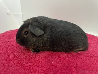 Morče hladké samička otter černá s PP - 1