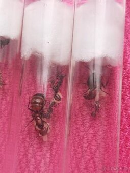 Camponotus nicobarensis