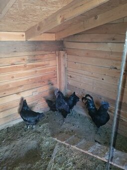 Ayam Cemani