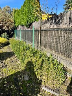 Buxus keříky cca 100 ks