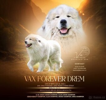 Krytí Pyrenejský horský pes