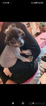 Čínský chocholatý pejsci křížený