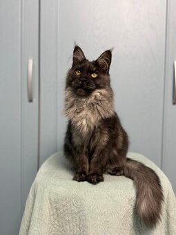 Mainské mývalí PP