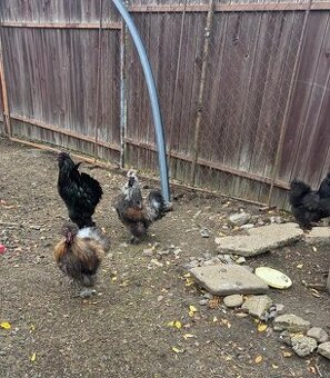 Daruju kohoutka hedvábničky