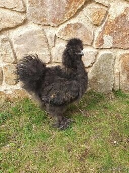 Daruji kohoutka hedvábničky