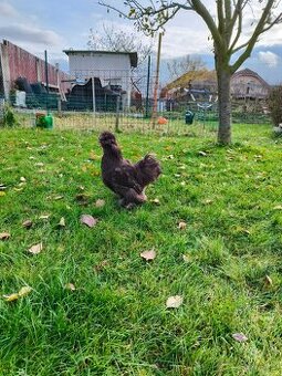 Hedvábnička zdrobnělá: kohoutek