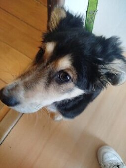 Pes belgický ovčák