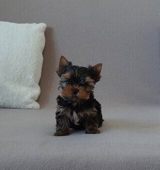 Jorkšírský terier s PP