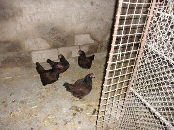 Zdrobnělá indická bojovnice