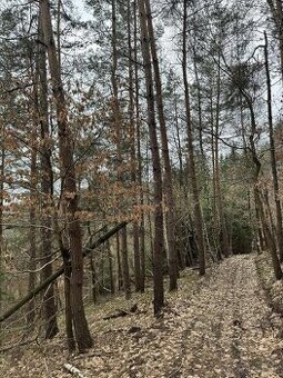 Prodám lesní pozemek v k.ú. Sněhov