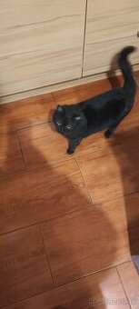 Kocourek černostříbrný brit