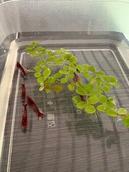 Krevetky Neocaridina Red Sakura - nedobarvené