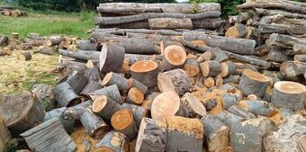 Dubové kůly a palivové dřevo