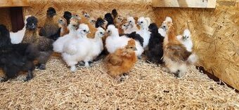 Nasadová vajíčka hedvábničky