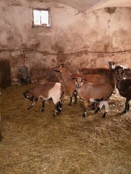 Jehňata ovce kameruncké