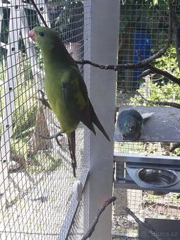 Papousek horský ( kourovy )