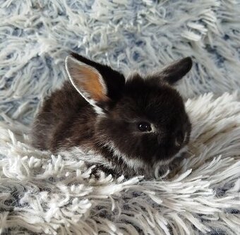 Minilop - anglický zakrslý beránek