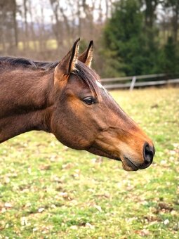 Perspektivní valach
