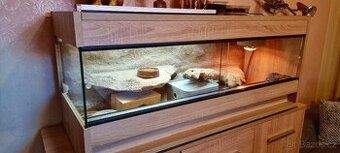 Gekoncici nocni včetně teraria