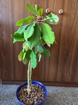 Euphorbia leuconeura Prystec 50cm+