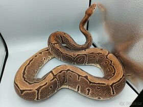 Krajta královská (Python regius) - adult