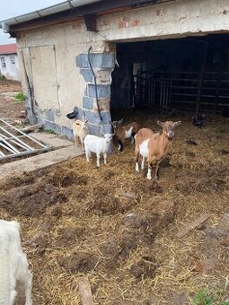 Prodám kozliky česká bíla koza x anglonubijska koza