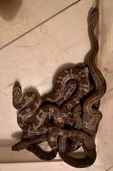 Pantherophis emoryi F3 Texas 0,4