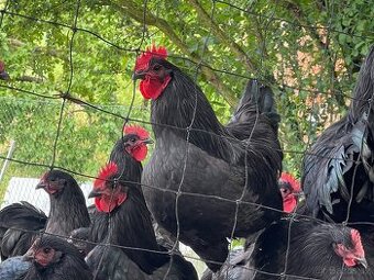 Kohoutci Australka velká černá - 1