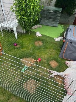 Argentinská doga štěňata PŘIJÍMÁME REZERVACE