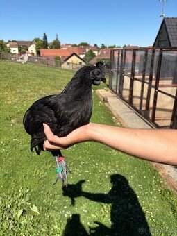 Ayam Cemani