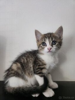 Evropská krátkosrstá kočička s kresbou tabby.