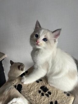 Ragdoll kocourek s PP – Griffin (a03)