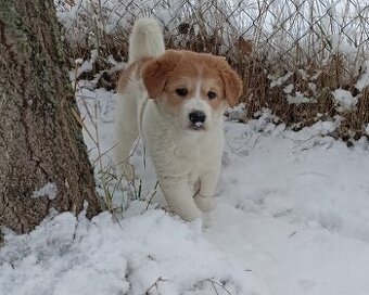 Kanaánský pes štěně s PP - Canaan Dog