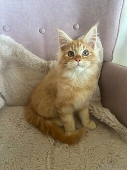 Mainská mývalí koťátka s PP