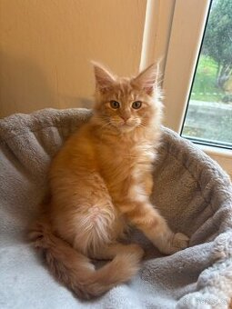 Mainská mývalí koťátka s PP