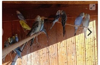 Prodám mladé andulky