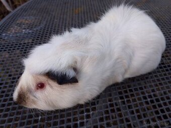 Morče,morčátko kluk