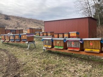 Prodám vyzimovaná včelstva (České Budějovice)