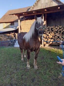 PRODÁM KOBYLU SLEZSKÉHO NORIKA