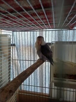 Agapornis fischeri, modrá mutace